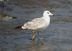 Mongolian Gull