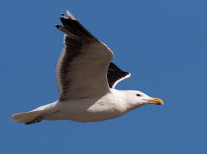 Great Black-backed Gull...