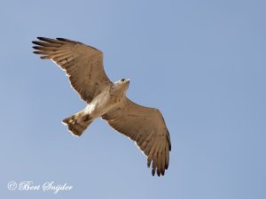 Short-toed Eagle