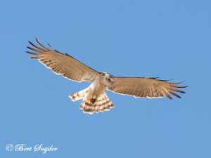 Short-toed Eagle