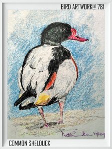 Common shelduck