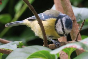 BLUE TIT