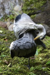 PREENING HERON