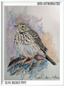 Olive backed pipit