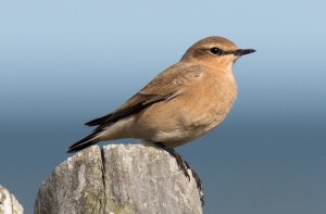 Wheatear