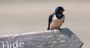 Swallow