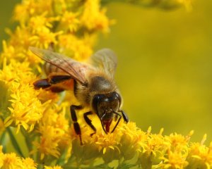 Honey Bee Macro