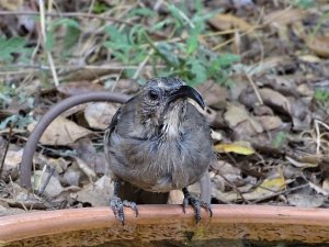 California Thrasher