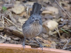 Wrentit