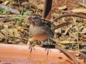 Rufous-crowned Sparrow