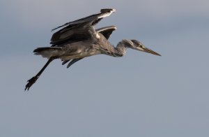 Grey Heron