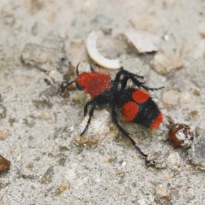 Red Velvet Ant (female)