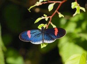 Postman Butterfly --- Heliconius melpomene cythera