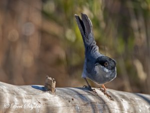 Sardinian Warbler