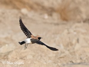 Black-eared Wheatear