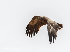 Steppe Eagle