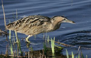 Bittern ...