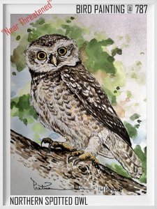 Northern spotted owl