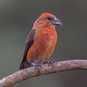 Crossbill male