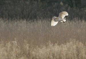 Barn Owl