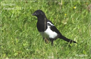A Welsh Magpie