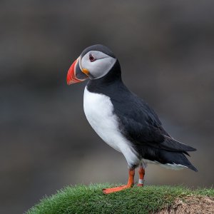 Puffin