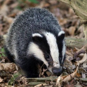 Badger