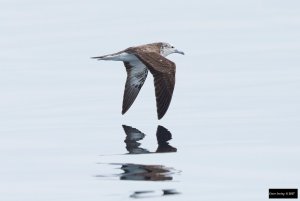 Streaked Shearwater (Calonectris leucomelas)