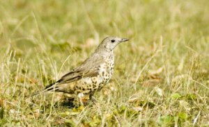 Thrush