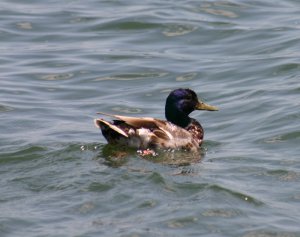 Mallard/Blackduck Hybrid