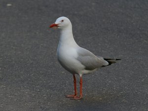 3 beak gull