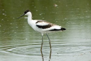 Young Avocet