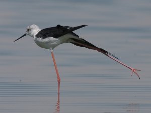 Black winged stilt