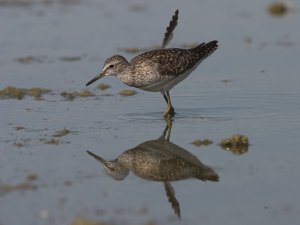 Wood Sandpiper