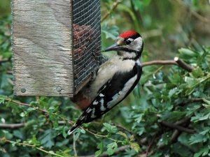 Great Spotted Woodpecker