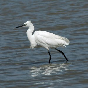 Little Egret