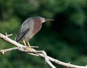 Green Heron