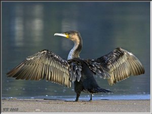 Great Cormorant