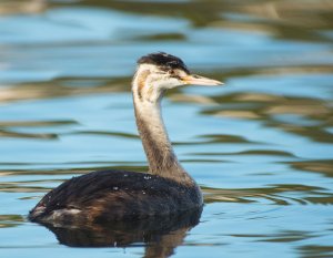 Great crested grebe juvenile