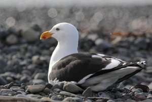 Southern Black-backed gull
