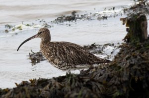 Curlew