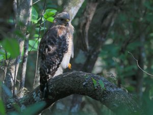 Red-shouldered Hawk, Florida