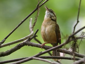 Carolina Wren, Northern