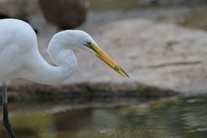 Feeding Great Egret