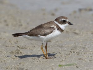 Semipalmated Plover, Female