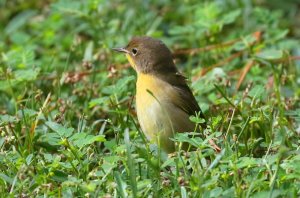 Common Yellowthroat, Female