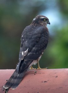 Sparrowhawk