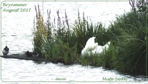 Mute Swan with friends