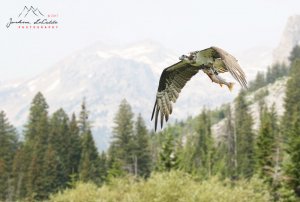 Osprey w/ trout in the Grand Tetons