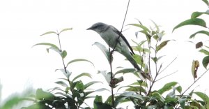 Ashy Minivet, Hong Kong, 8 October 2017